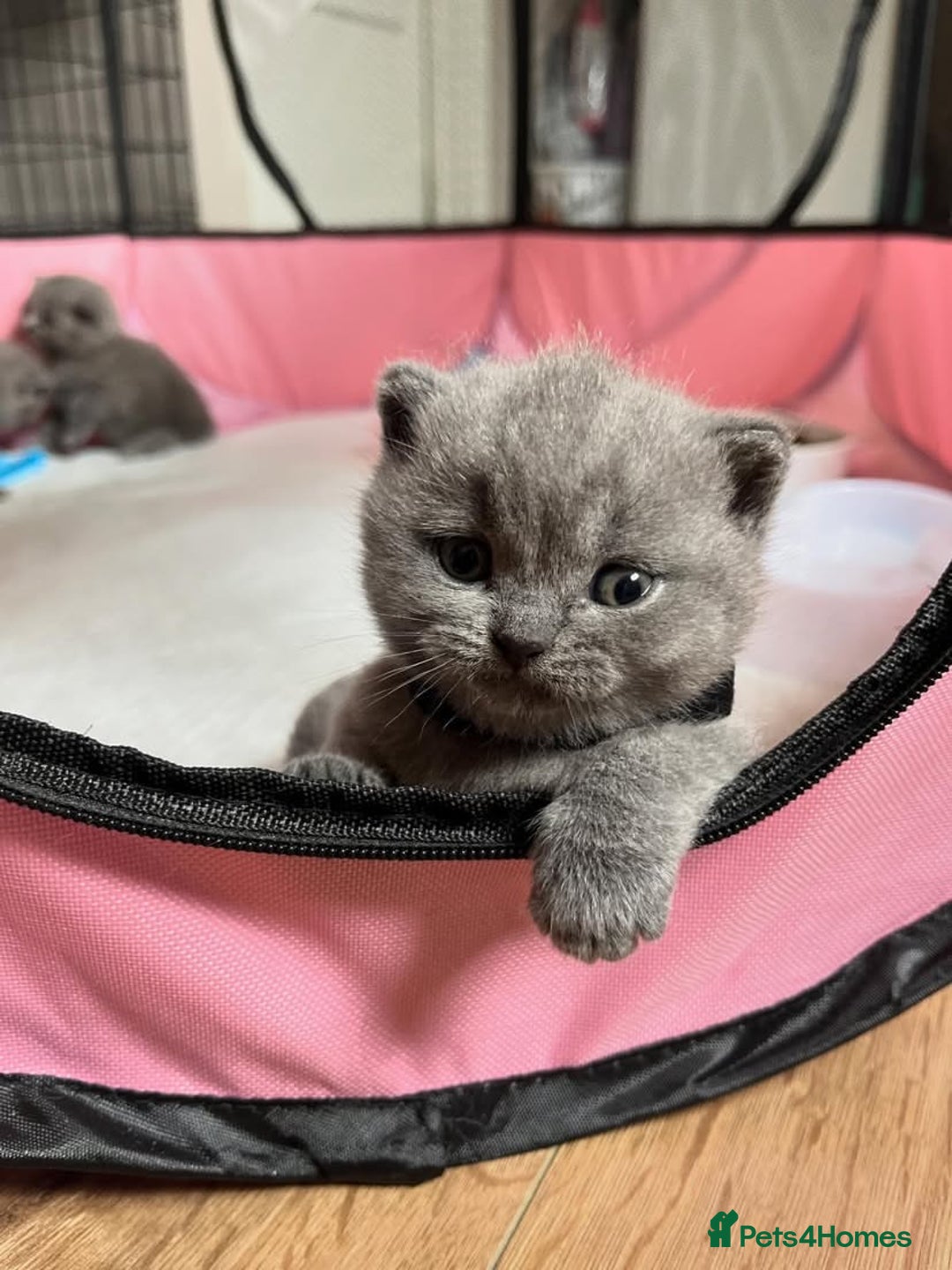 British Shorthair cats for sale: GCCF Due! British Shorthair Kittens in Salford - Image 4