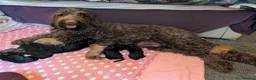 Labradoodle dogs for sale: Large Standard Labradoodle F3/multigen Puppies in King's Lynn - Advert 40