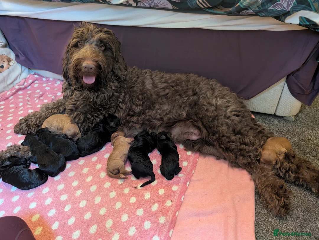 Labradoodle dogs for sale: Large Standard Labradoodle F3/multigen Puppies in King's Lynn - Advert 40