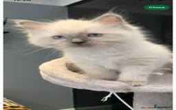 Ragdoll cats for sale: Pure Bluepoint Ragdoll kittens - Image 17