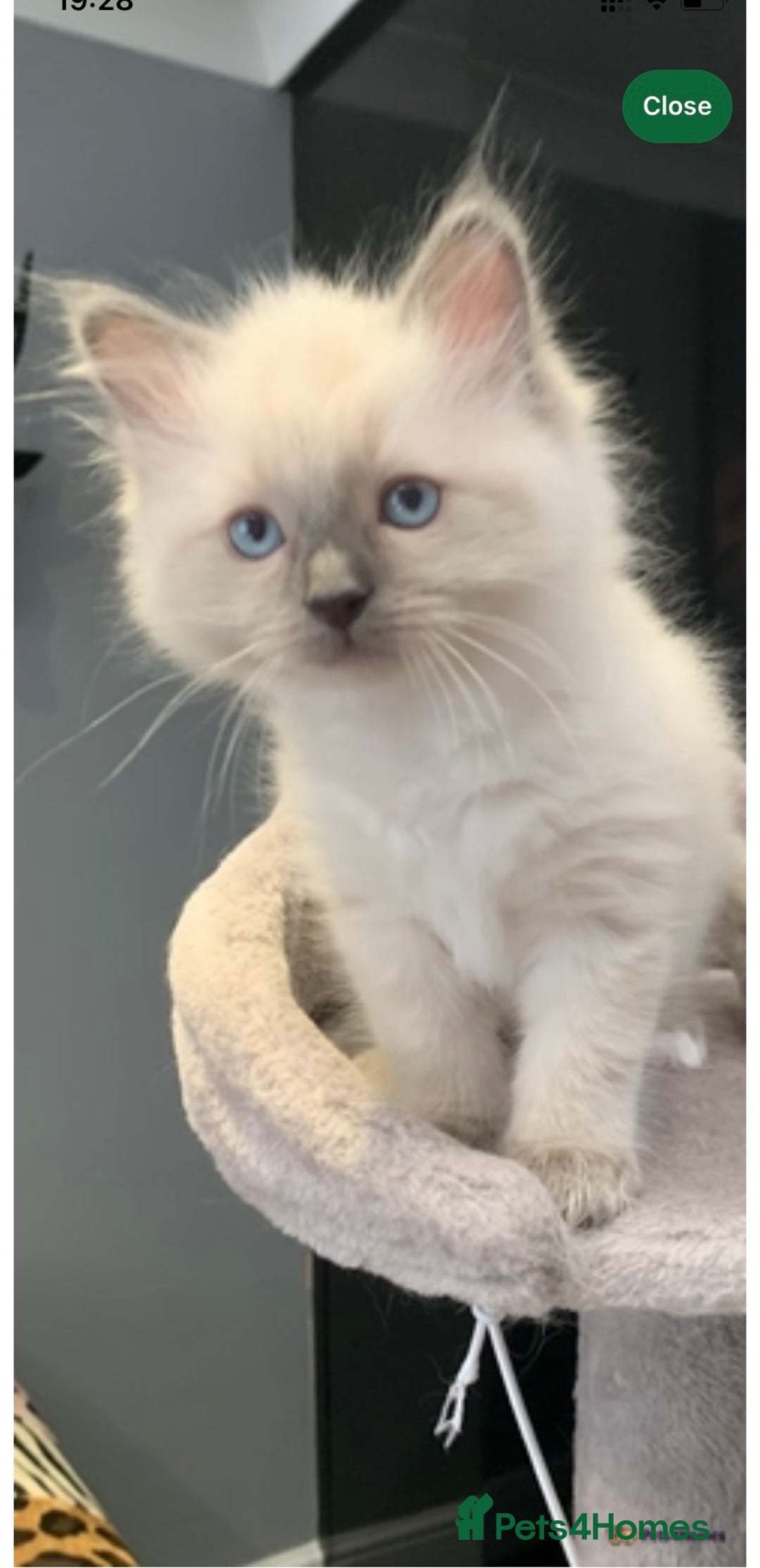 Ragdoll cats for sale: Pure Bluepoint Ragdoll kittens - Image 17