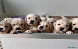 Golden Retriever dogs for sale: Stunning quality golden retriever puppies - Advert 2
