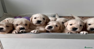 Golden Retriever dogs Stunning quality golden retriever puppies - Advert 3
