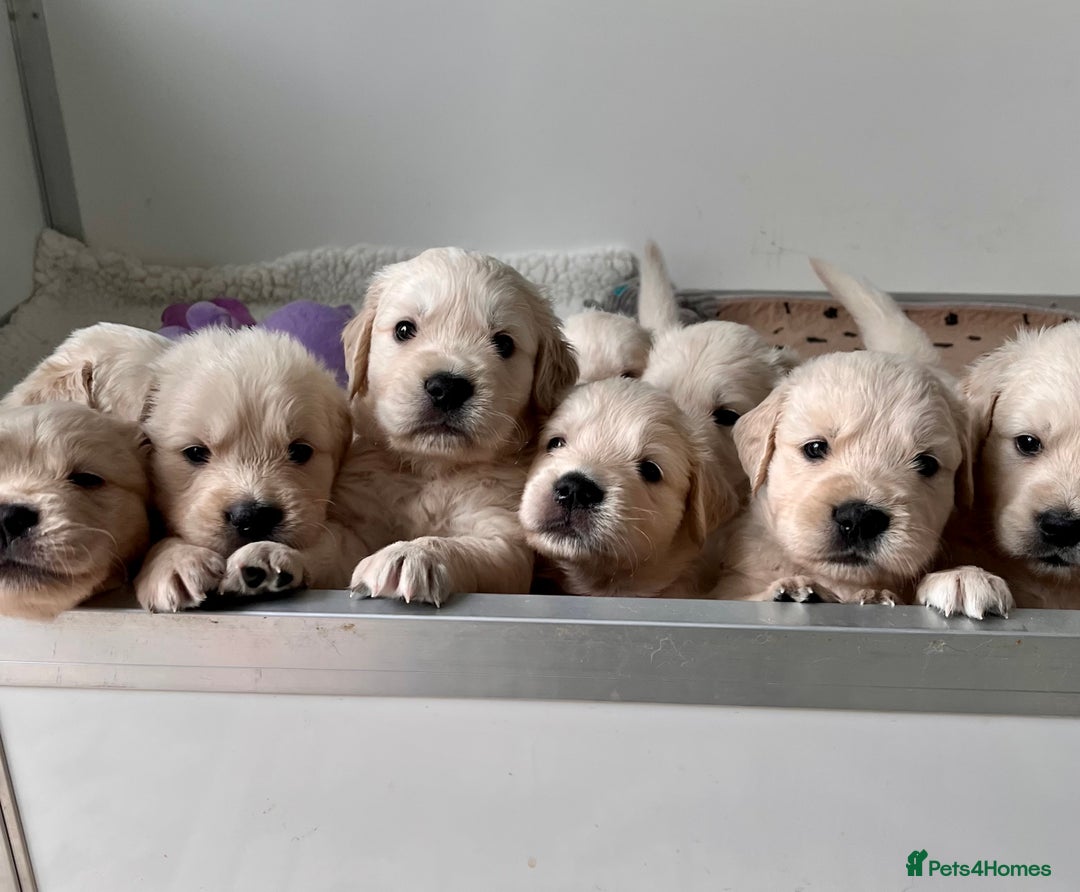 Golden Retriever dogs for sale: Stunning quality golden retriever puppies - Advert 2