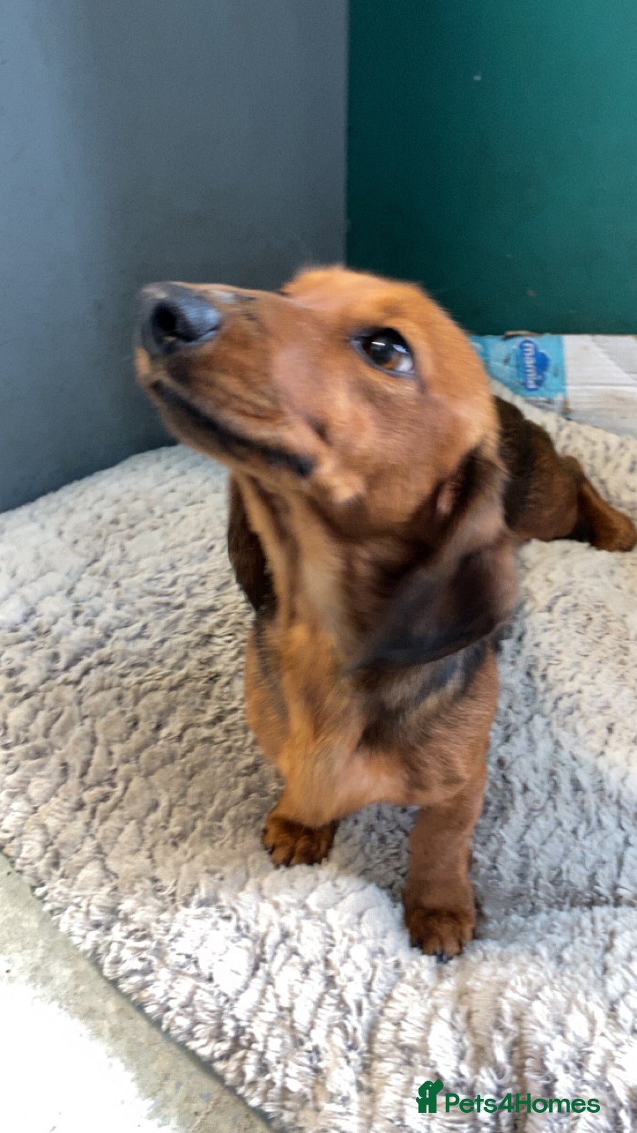 Dachshund dogs Dachshund - Advert 2