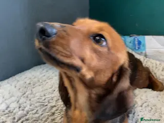 Dachshund dogs Dachshund - Advert 11