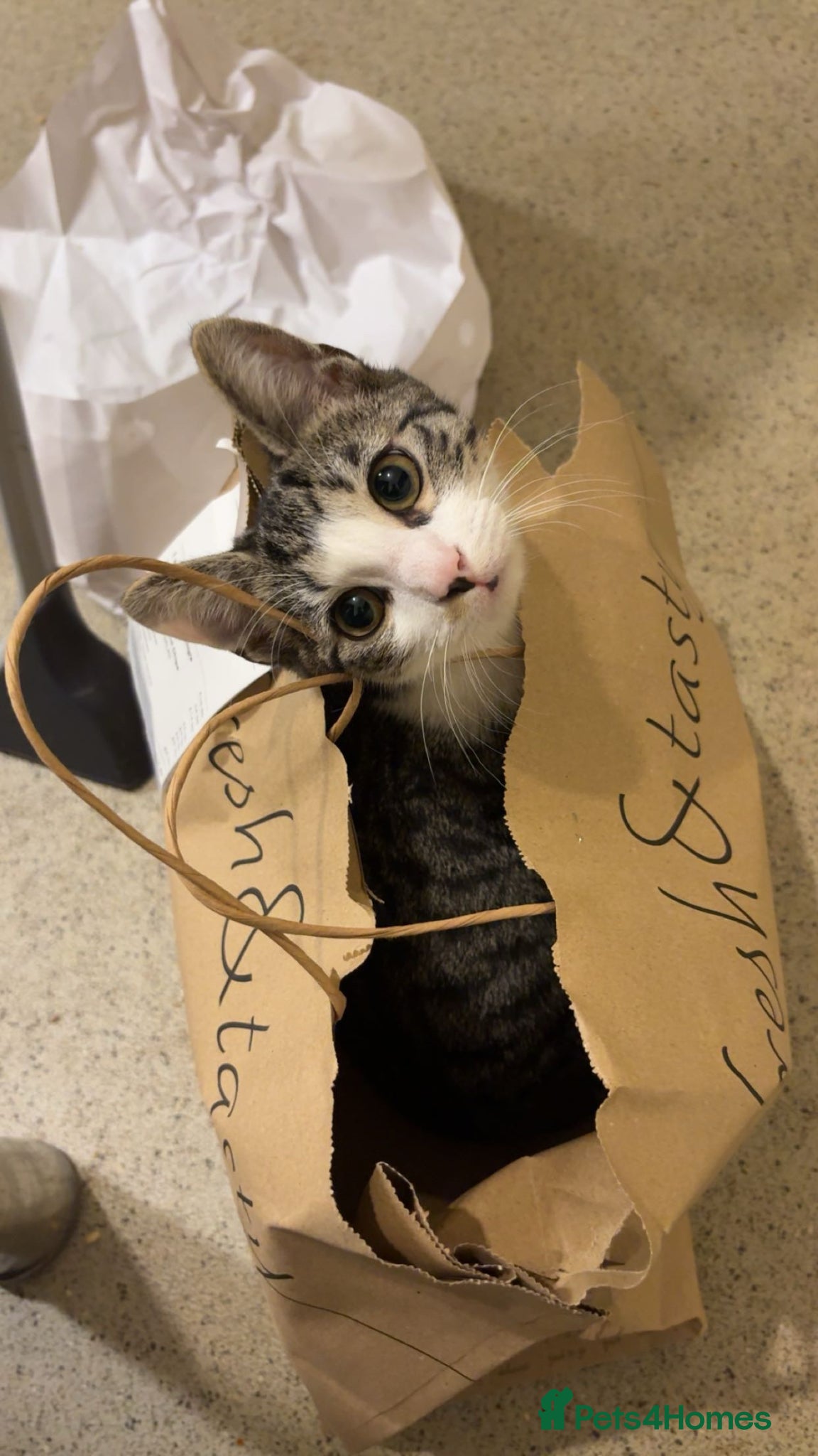 Mixed Breed cats Loving female kitten looking for a home  - Advert 1