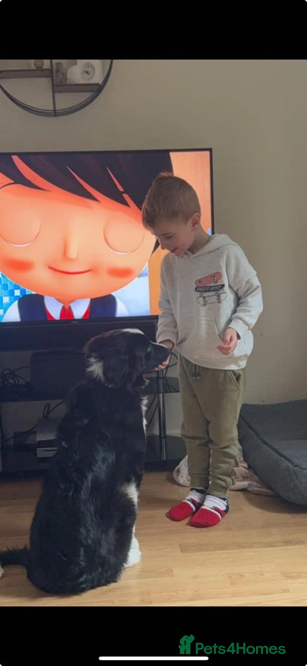 Border Collie dogs for stud: Proven pure bred tri coloured merle collie stud in Fakenham - Advert 31