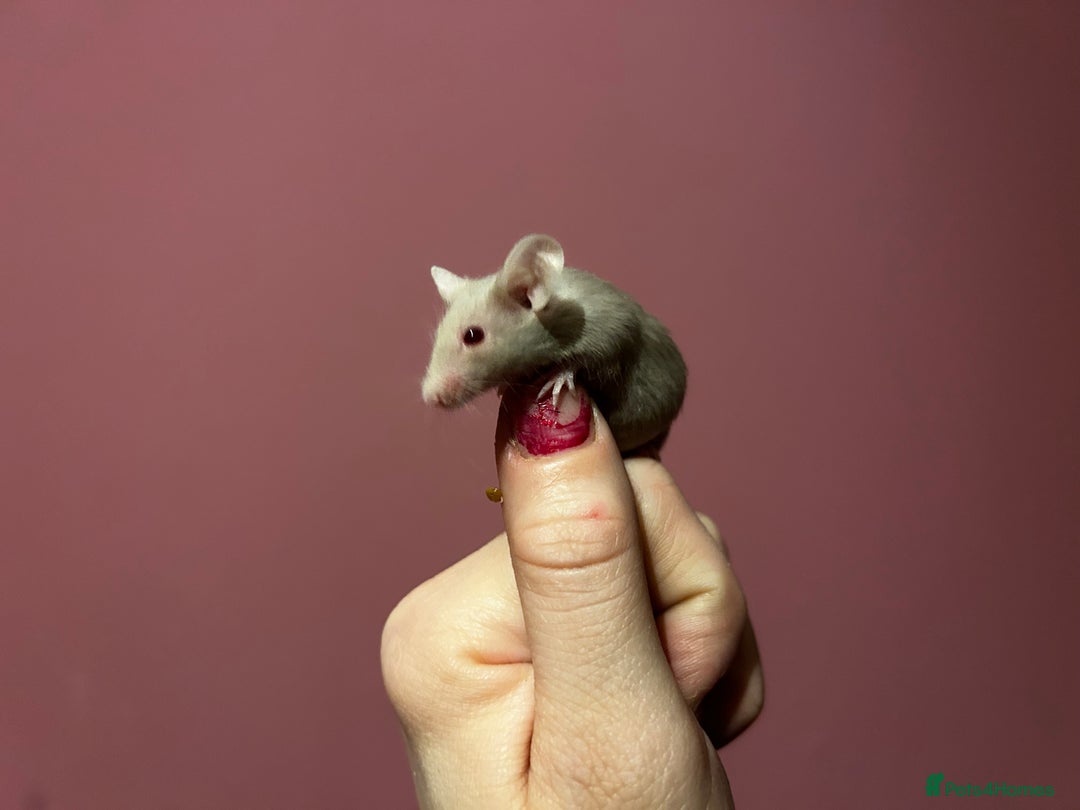 Mouse rodents for sale: Different colours pretty young mice - Advert 8