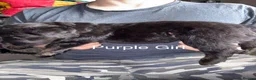 Mixed Breed dogs for sale: 9 Beautiful puppies for sale - Advert 8