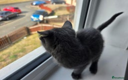 Mixed Breed cats for sale: 8 week kittens - Image 19