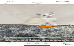 Ragdoll cats for sale: Premium Ragdoll Kittens  Beautiful TICA Registered - Image 10