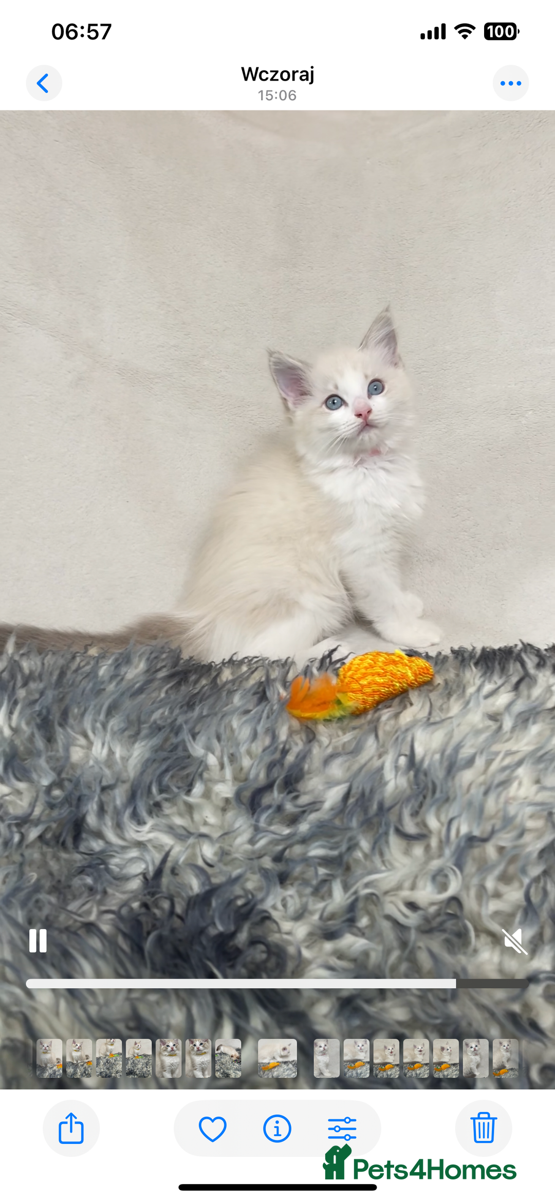 Ragdoll cats for sale: Premium Ragdoll Kittens  Beautiful TICA Registered - Image 10