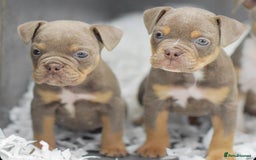Old Tyme Bulldog dogs for sale: Why Settle for Less? 5⭐️Rated, 23 Years Experience - Image 5