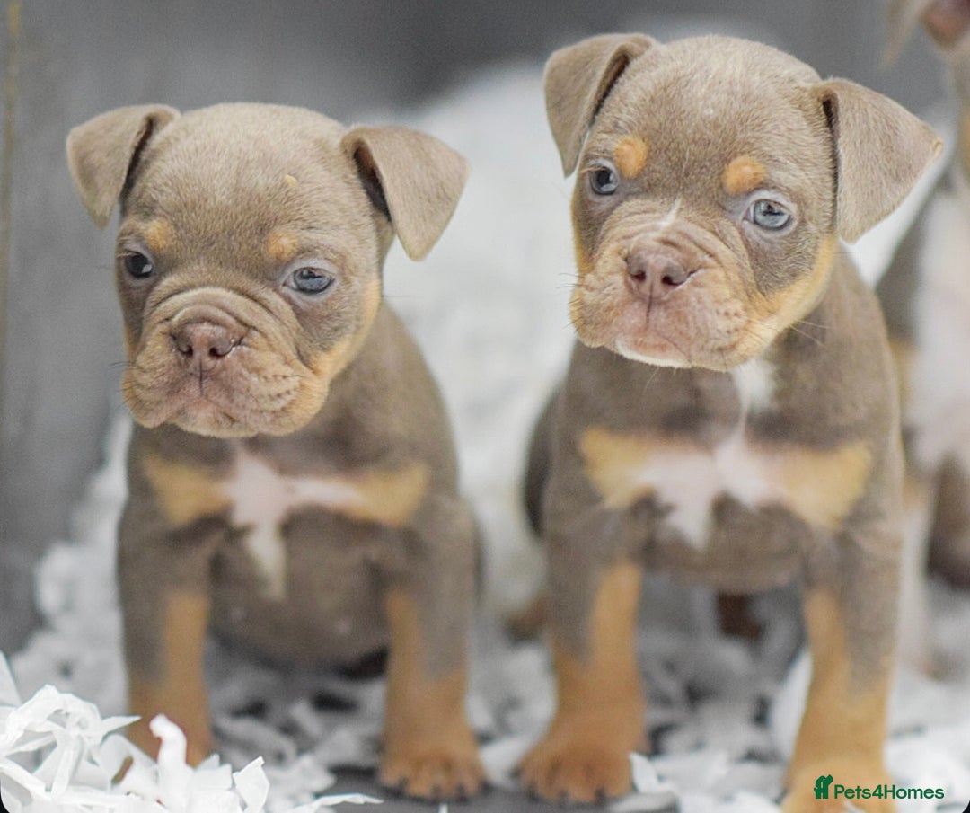 Old Tyme Bulldog dogs for sale: Why Settle for Less? 5⭐️Rated, 23 Years Experience - Image 5