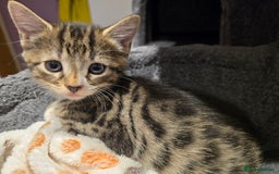 Domestic Shorthair cats for sale: Tabby Cuddly kittens- microchip+1st vaccination  - Image 10
