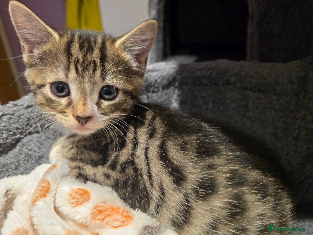 Domestic Shorthair cats for sale: Tabby Cuddly kittens- microchip+1st vaccination  - Image 10