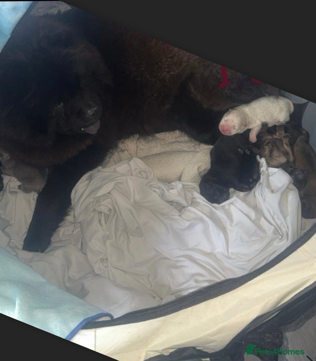 Chow Chow dogs for sale: 🐾 Chow Chow Puppies 2 Black 1 Red🐾 - Image 11