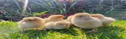 Chickens poultry for sale: 🐣🤍Day old chicks 🤍🐣 lots of breeds  - Advert 9