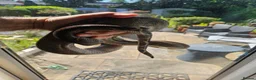 Boa Snake reptiles for sale: isle de maize dwarf boa+ vivarium in West Bromwich - Advert 7