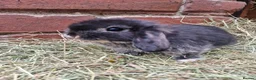 Mini Lop rabbits for sale: ** mini lops ready now ** - Advert 7