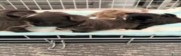 Chihuahua dogs for sale: Long coat chihuahua  - Advert 24