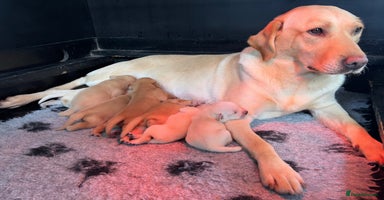 Labrador Retriever dogs 1 Dog & 1 Bitch Available Stunning Labrador Pups - Advert 11