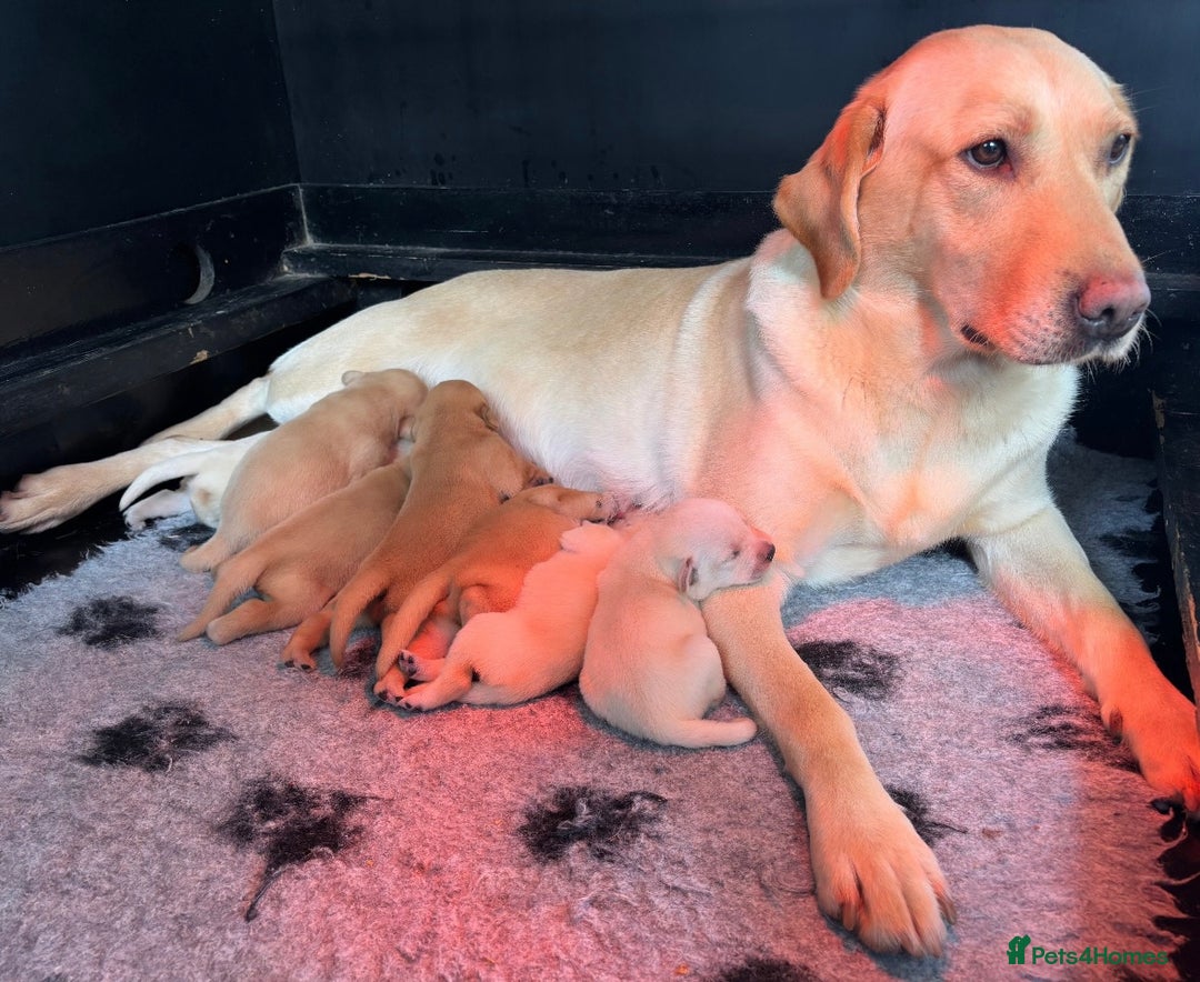 Labrador Retriever dogs for sale: Pretty Perfect Labrador Puppies- Ready in December - Image 6