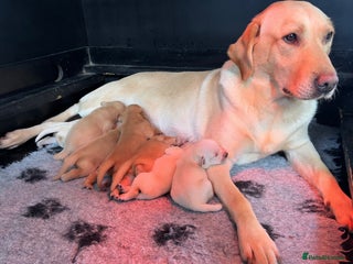 Labrador Retriever dogs 1 Dog & 1 Bitch Available Stunning Labrador Pups - Advert 9