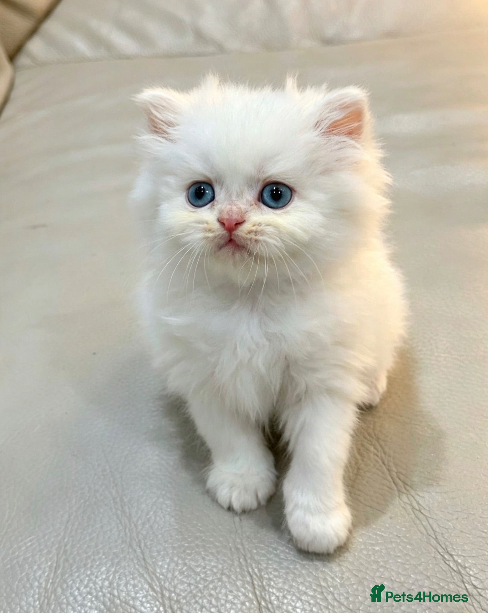 Persian cats Pure white Persian kitten - Advert 16