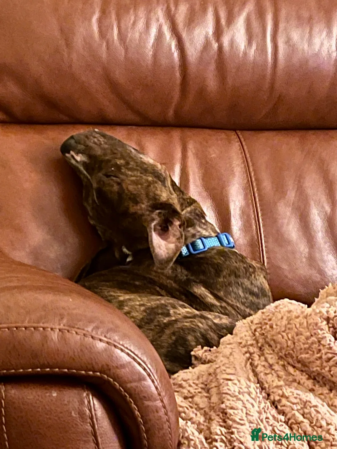 Staffordshire Bull Terrier dogs for sale: 10 month old male Staffy cross in Newbiggin-by-the-Sea - Advert 5