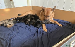 German Shepherd dogs for sale: German Shepherd puppies ideal family security dog - Image 6