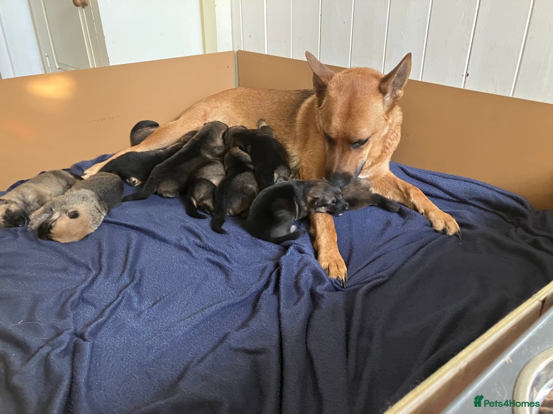 German Shepherd dogs for sale: German Shepherd puppies ideal family security dog - Image 6