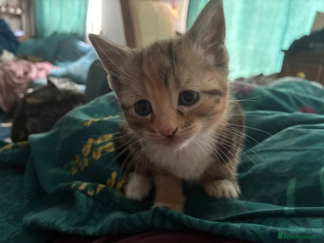 Mixed Breed cats for sale: 4 kittens  in Bodmin - Advert 2