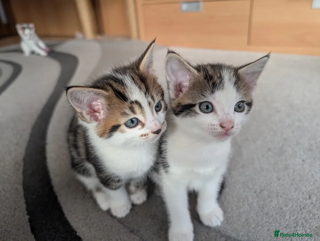 Mixed Breed cats for sale: Beautiful kittens  in Southampton - Advert 6