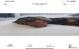 Dachshund dogs for sale: Rolo the miniature dachshund - Image 2