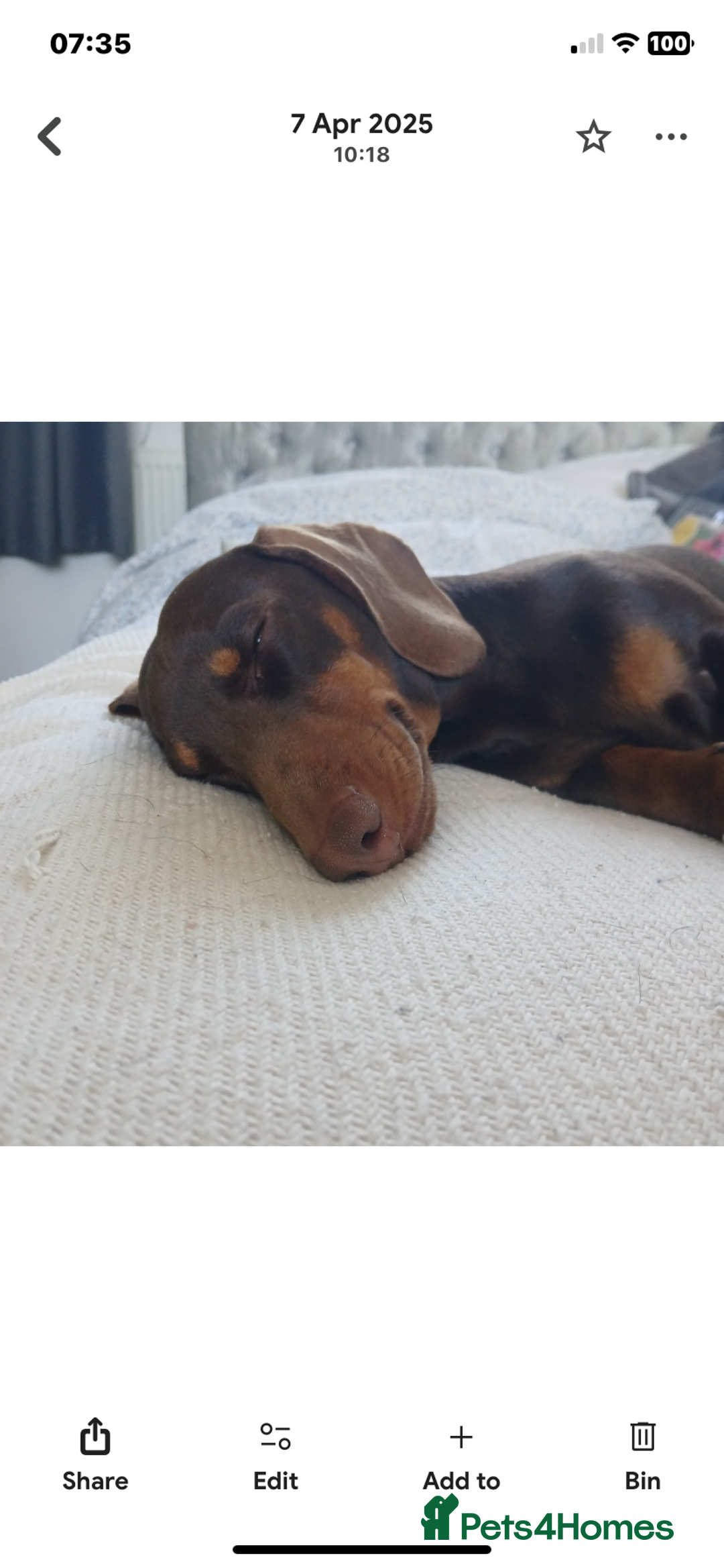 Dachshund dogs for sale: Rolo the miniature dachshund - Image 2