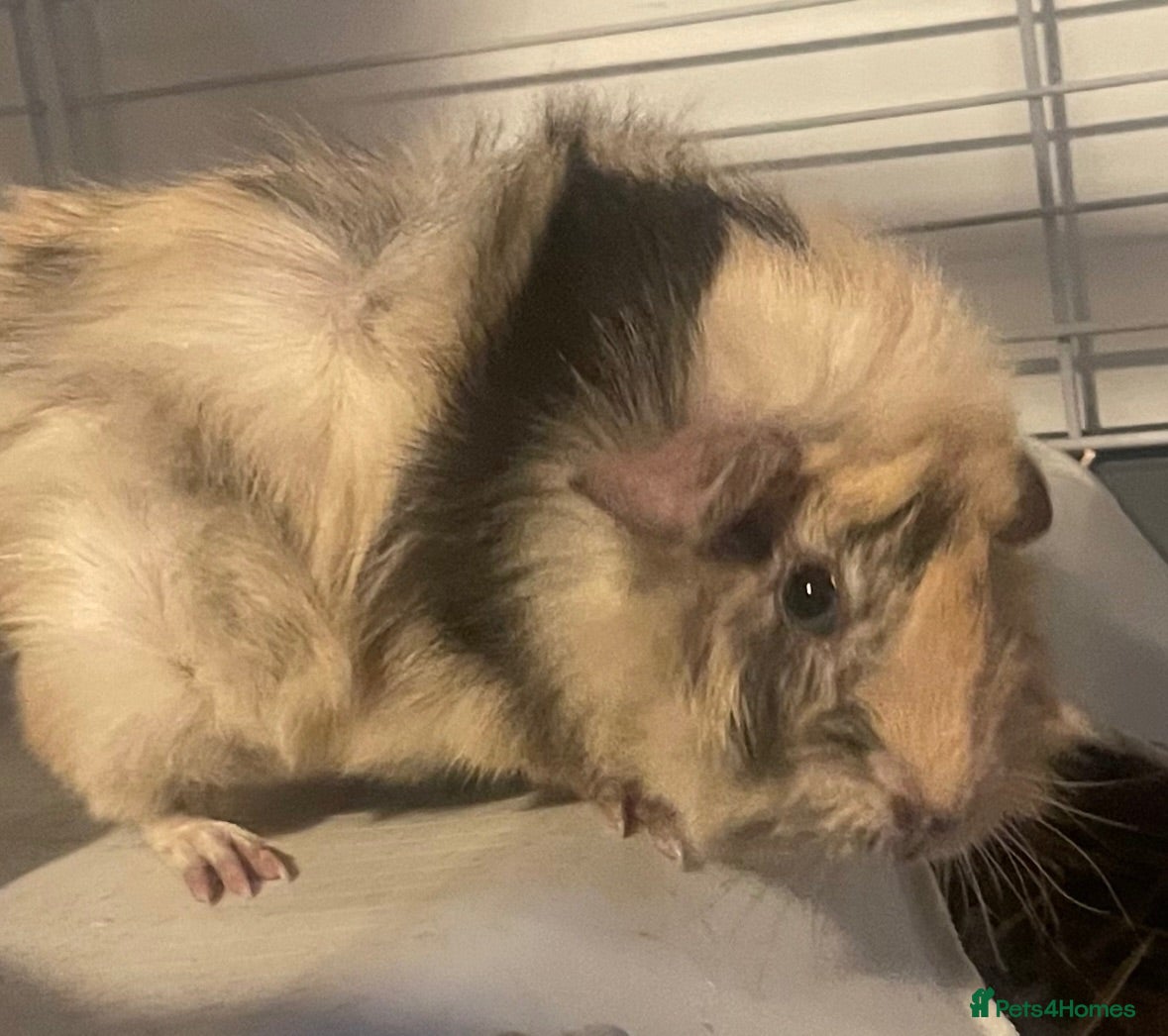 Guinea Pig rodents Beautiful Fluffy Piggies girl x 1 boys x 2 - Advert 11
