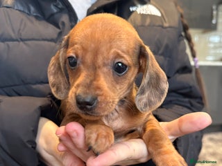 Miniature Dachshund dogs Miniature dachshund - Advert 11