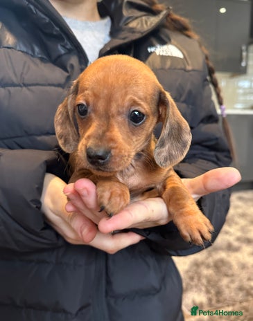 Miniature Dachshund dogs Miniature dachshund - Advert 5
