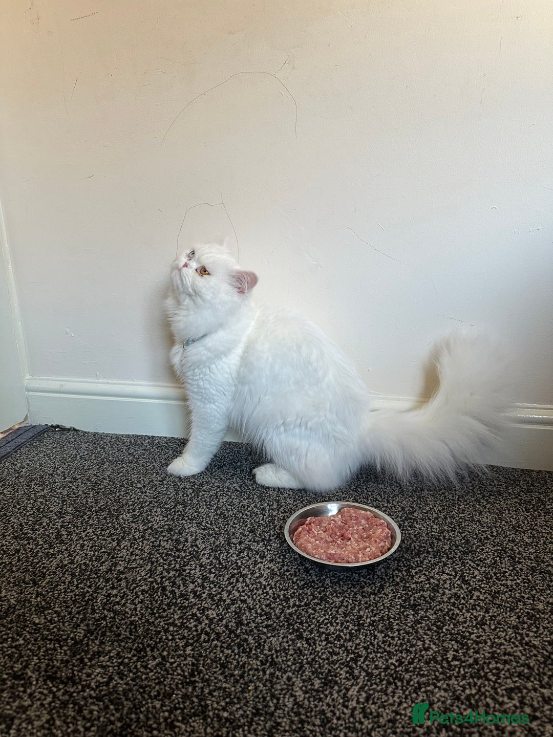 Persian cats for stud: Persian cat - Advert 1