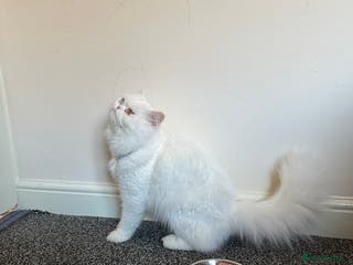 Persian cats Persian cat - Advert 1