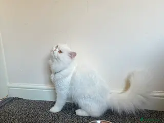 Persian cats Persian cat - Advert 1