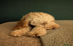 Cockapoo dogs for sale: Female cockapoo - Image 5
