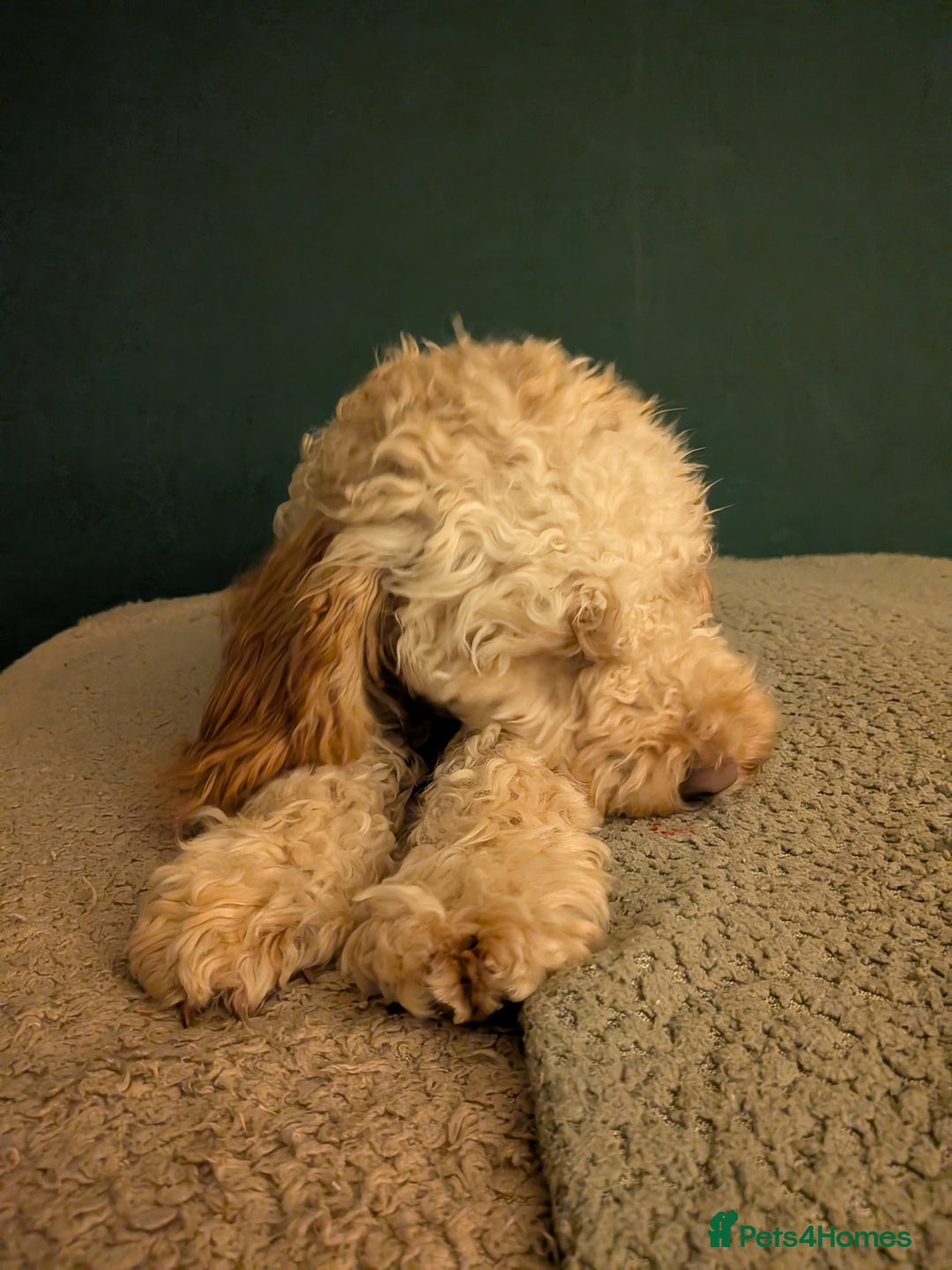 Cockapoo dogs for sale: Female cockapoo - Image 5