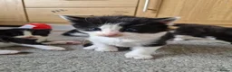 Mixed Breed cats for sale: 5 beautiful kittens  - Advert 20