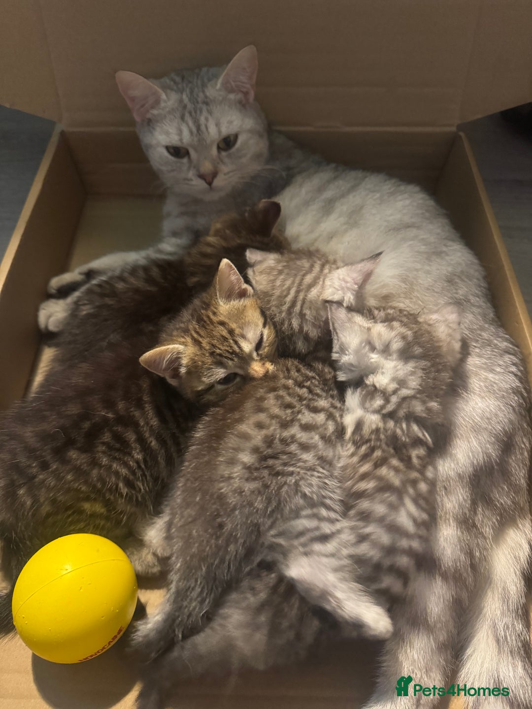 British Shorthair cats for sale: British Short Hair White Kittens  - Image 9
