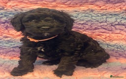 Cockapoo dogs for sale: F1b cockapoo ready to leave now last girl left - Image 20