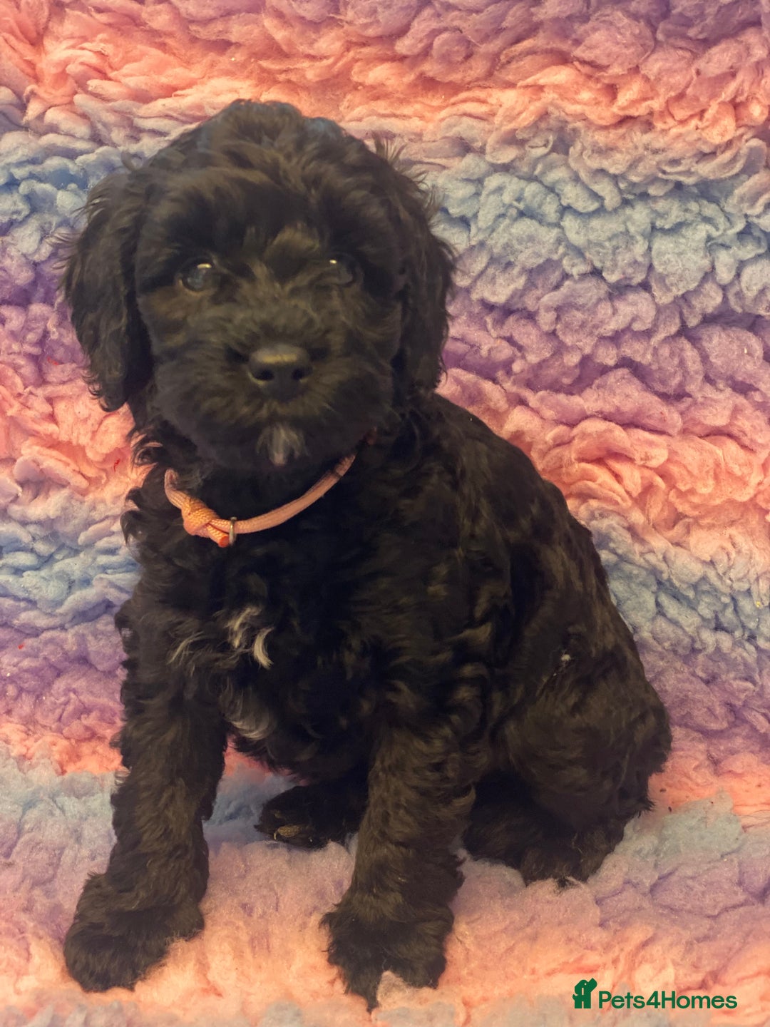 Cockapoo dogs for sale: F1b cockapoo ready to leave now last girl left - Image 20