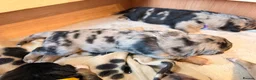 Mixed Breed dogs for sale: Shollie litter expected on the 16th of September - Advert 9
